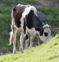 Naklejka na ściany i meble cow grazing on nature