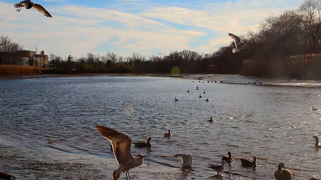Gulls, swans, guses and other birds. Danube river, River water geese
