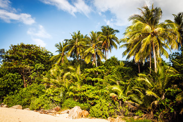 Palm trees at blue cloudy sky on tropical coast on sunset