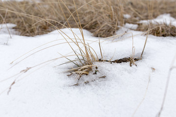 dry grass in the snow on the nature