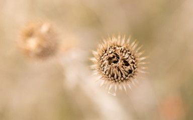 Dry grass in the winter in the snow. Dried vegetation. Winter landscape. Frozenned grass. Selective focus