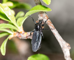 black fly on a tree. close-up