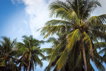 Fototapeta na wymiar Palm trees at blue cloudy sky on tropical coast on sunset