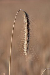 Ears of ripe wheat in the summer in Poland.