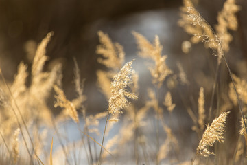 Obraz premium vintage photo of dry wild meadow flowers in winter field on sunny natural background in morning. Outdoor