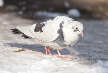 dove in the snow on the nature