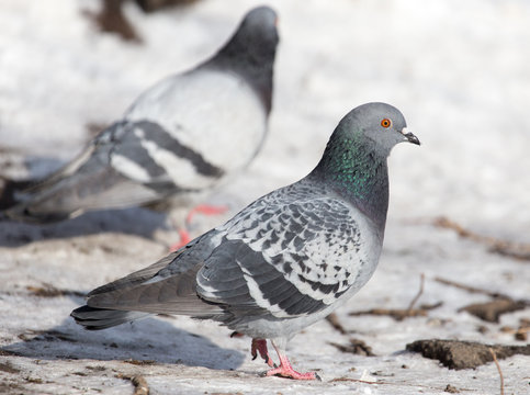 flock of pigeons on snow outdoors