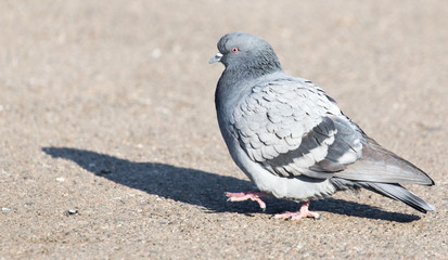 portrait of pigeon on nature
