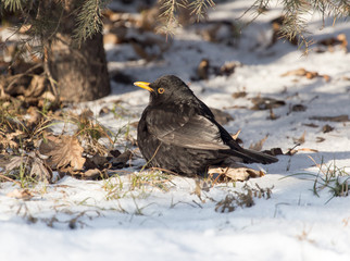 Starling on snow in winter