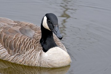 Canadian goose