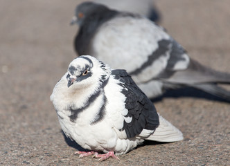 portrait of pigeon on nature