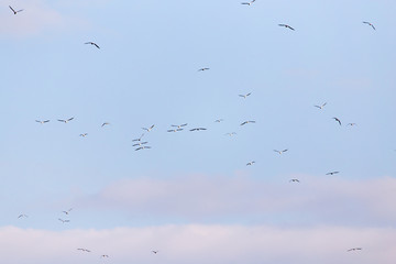 A flock of seagulls flying in the sky