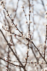 apricot flowers on a tree in nature