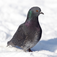 dove in the snow on the nature