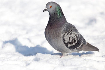 dove in the snow on the nature