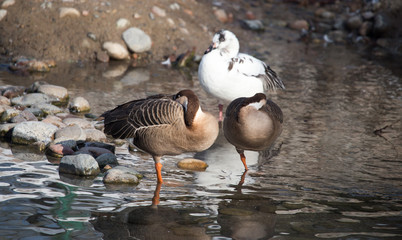 ducks in a lake in nature