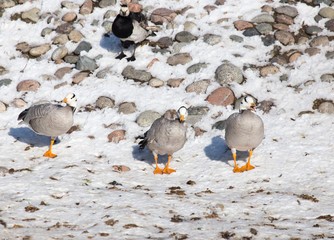 duck on snow in winter