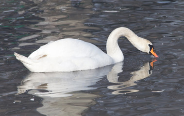 portrait of beautiful swan on the nature