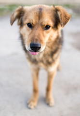 Portrait of a dog on the nature
