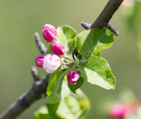 beautiful flowers on the apple tree in nature