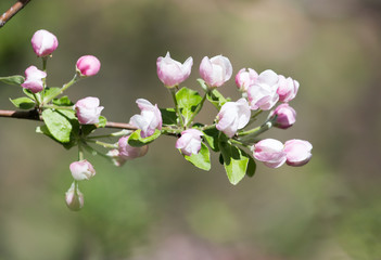 beautiful flowers on the apple tree in nature