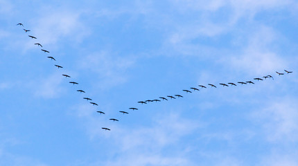flock of swans flying against a blue sky in the south