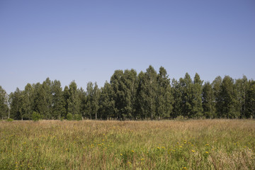 Fototapeta premium Clearing in the wild forest. Summer, day.