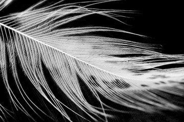 Guinea hen feather with dark background