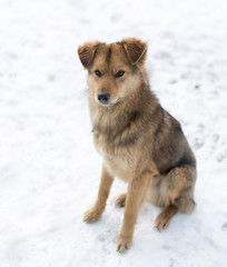dog portrait outdoors in winter