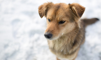 dog portrait outdoors in winter