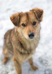 dog portrait outdoors in winter
