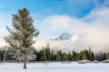 Snow covered mountain and pine tree clearing fog