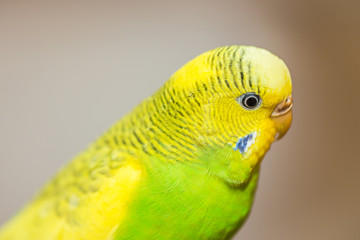 Yellow and Green female budgerigar, parakeet
