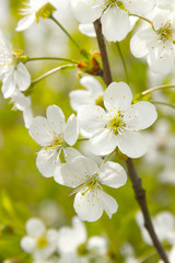 Obraz premium Cherry blossoms