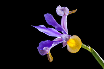 Violet iris flower © Victoria Schaad