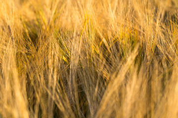 Wheat field