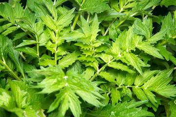 Valerian plant leaves