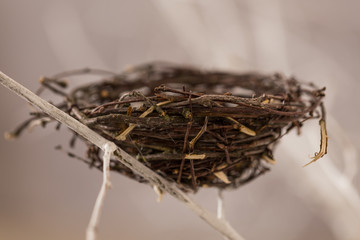 Bird nest on a tree
