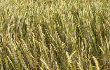 Golden wheat field in wind