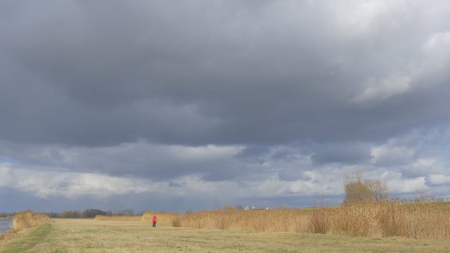Backpacker in Red Jacket Walking by Dry Field Lit by Sun Thunderclouds Are Upon the Field Dry Grass Wheet Stalks Fall Autumn Man in Red Sporty Jacket