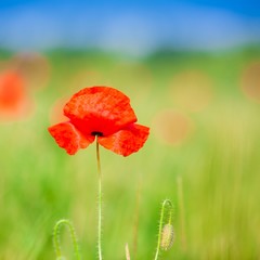 Naklejka premium Meadow. poppy field summer macro