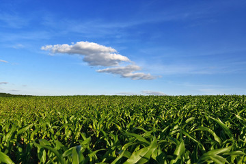 Green corn field and clouds in the blue sky