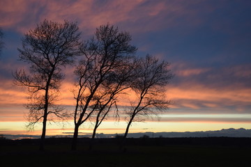 Fototapeta premium Baumreihe, abends