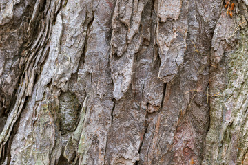 texture of tree bark