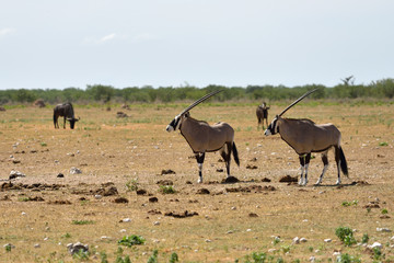 A Gemsbok (Oryx gazella)