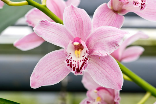 Fototapeta Cymbidium