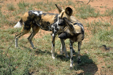 African Wild Dog