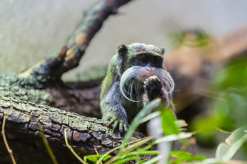 close up view of  a tamarin