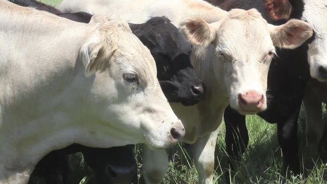 Heifers grazing in Kansas prairie
