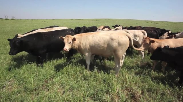 Heifers grazing in Kansas prairie